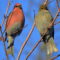 Pine Grosbeak Couple Canoodling