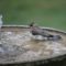 Cedar Waxwing In Birdbath