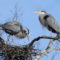 Great Blue Herons Nesting