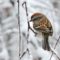 American Tree Sparrow in Winter Storm