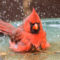 Cardinal at his bath