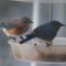 Eastern Bluebirds continue to show up at worm feeder