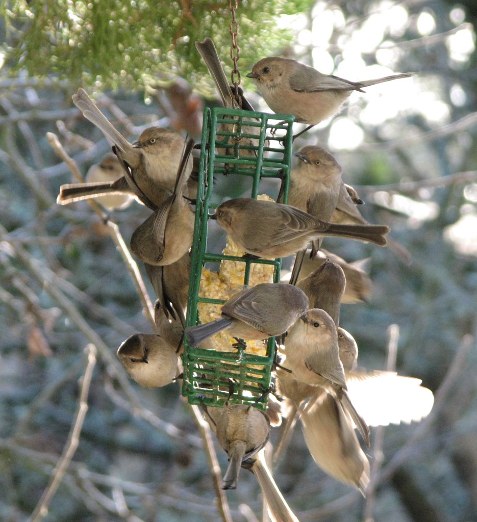 bushtits swarm a suet feeder