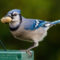 Blue Jay With a Peanut