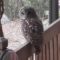 Barred Owl in the backyard