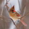 Northern Cardinal in Snowstorm