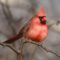 Cardinal eyeing the feeder tray