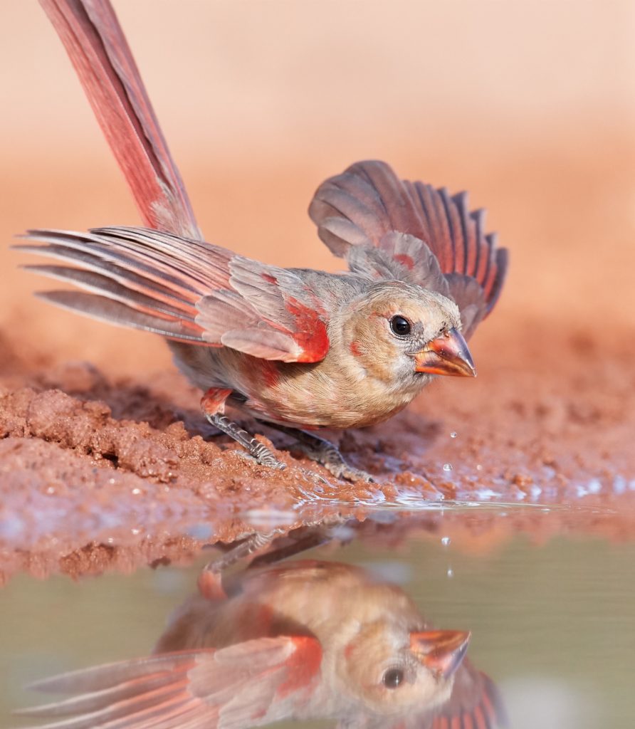 northern cardinal slaying its feathers out next to a puddle