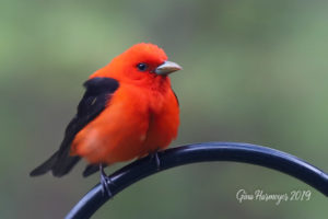 scarlet tanager perched on feeder pole