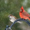 Holiday Cardinal and Fried