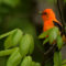Scarlet tanager