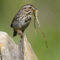 Song Sparrow with nesting material – Cuyahoga Valley National Park