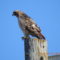 Red Tailed Hawk watching birds at feeders
