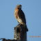 Red Shouldered Hawk watching birds at feeders