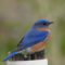 Pretty male Bluebird