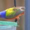 Male Painted Bunting having a snack.