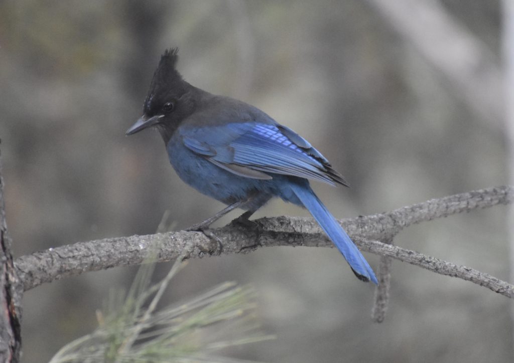 Steller's Jays - FeederWatch