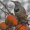 Ms. Northern Flicker grabs a snack