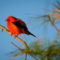 Scarlett Tanager at sunset