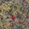 Red cardinal in spring buds of red maple tree