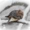 Mourning Dove huddled in the falling snow.