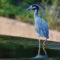 Yellow Crown Heron by the waters edge.