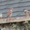 House sparrows on the eave.
