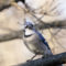 A Cold & Curious Blue Jay