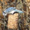 Blue Jay on seed feeder