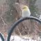 An unusual goldfinch