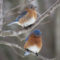 Mr. & Mrs. Bluebird