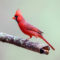 Cardinal in the Spring