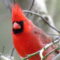Inquiring Cardinal
