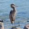 Seaside Great Blue Heron