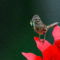 Lincoln’s Sparrow on a red metal flower