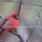 Northern Cardinals on a cold day in MA