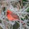 Frosty Cardinal