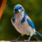 Busted! by a Scrub-Jay