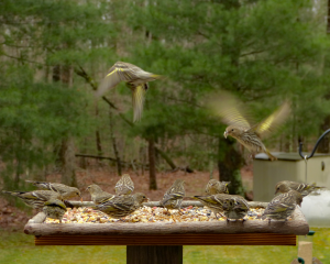 Several Pine siskins flocking a platform feeder