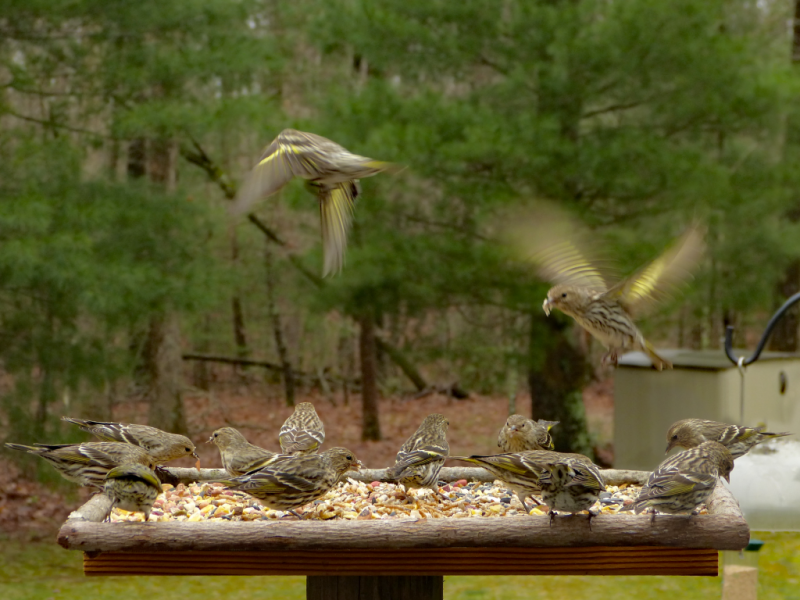 Several Pine siskins flocking a platform feeder