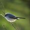 Spring Capture – Blue-Gray Gnatcatcher