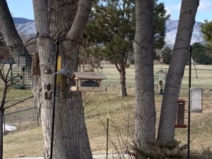 feeder set-up for columbine high school