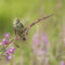 Savannah Sparrow on a  stalk of flowering Fireweed