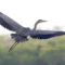Great Blue Heron take off.