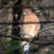 Red-Shouldered Hawk Surveying the Feeder Site