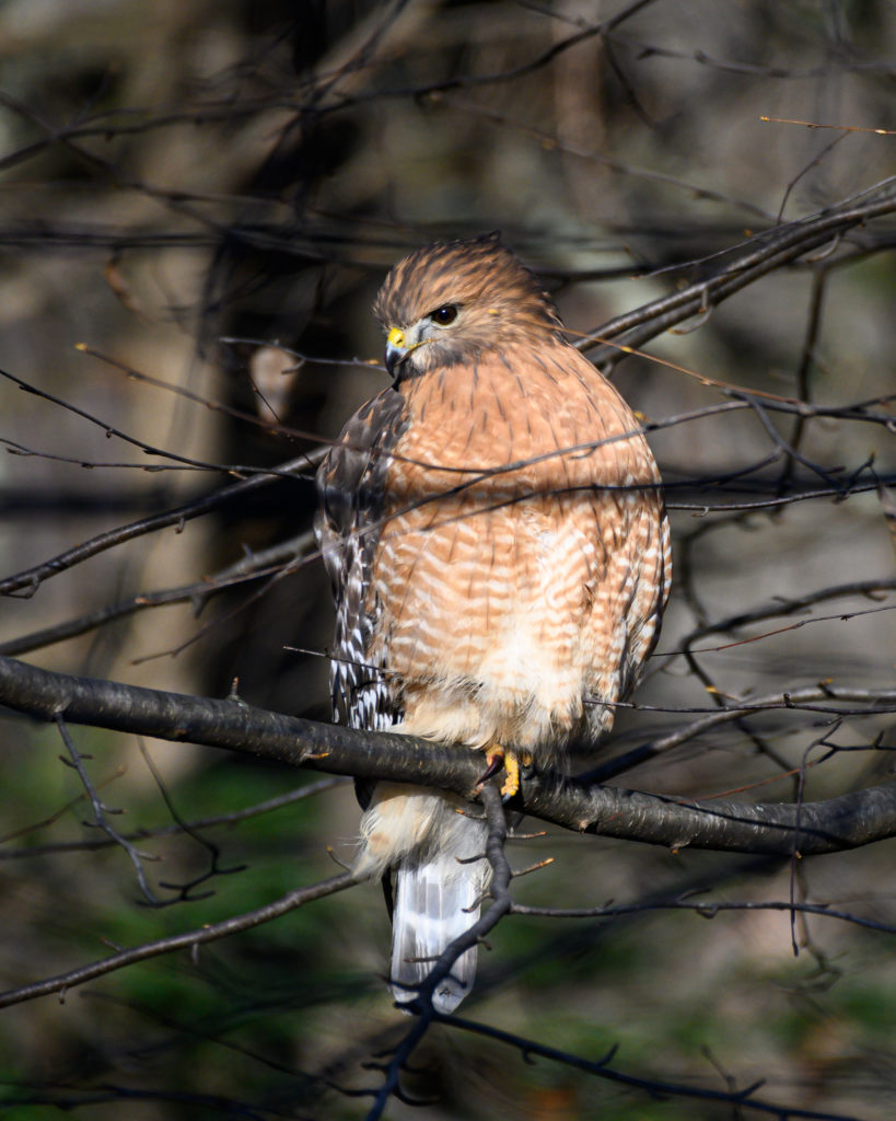 Red-Shouldered Hawk Surveying the Feeder Site - FeederWatch