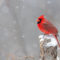 Northern Cardinal in the Snow