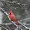 Cardinal in the morning