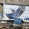 Blue Jay Party