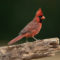 Cardinal on a Perch